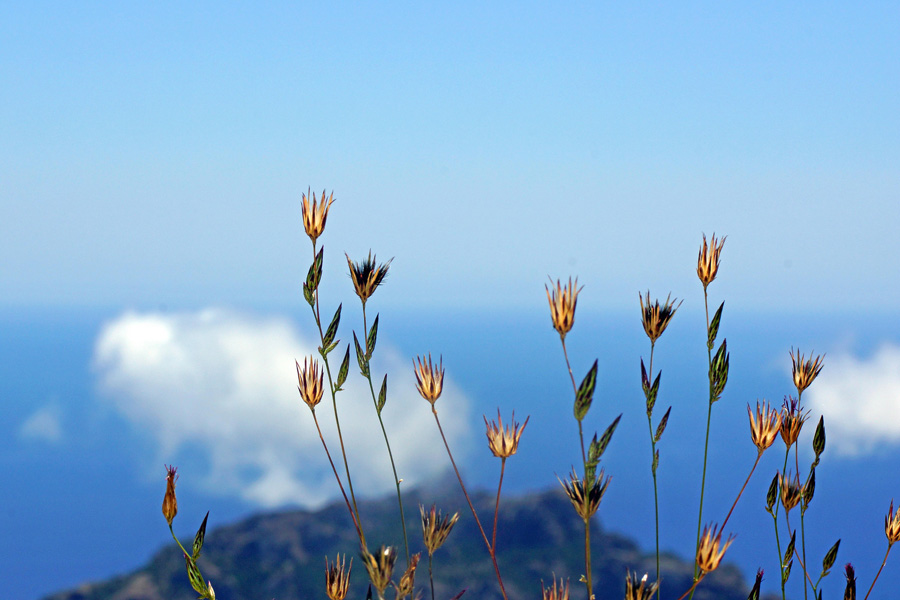 Crupina crupinastrum / Crupina mediterranea